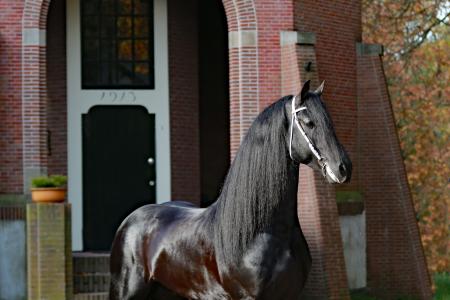 Boet 516