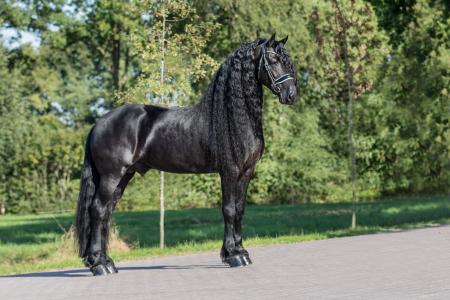 Stand Ulbrân