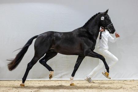Nordic Blue Hors